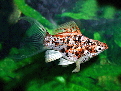 Platy variatus snow white