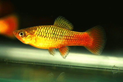 Platy variatus sunset