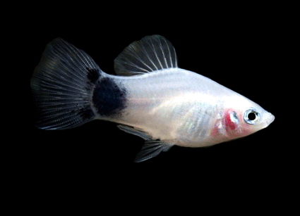 Platy white mickey mouse