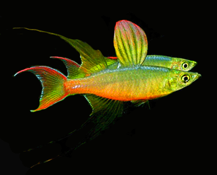 Rainbow longfin