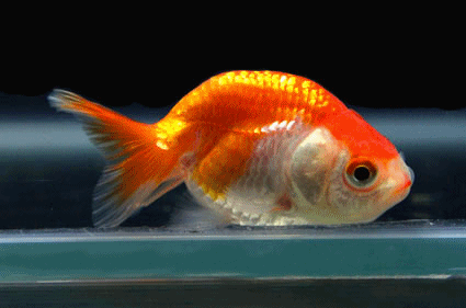 Red ranchu