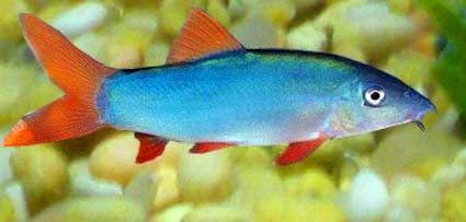 Red tail blue loach blue color