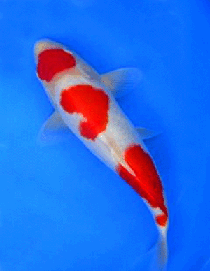 Red white koi