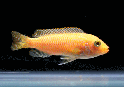 Red zebra cichlid  orange