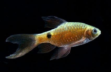 Rosy barb long fin