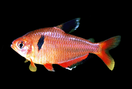 Serpae tetra 1