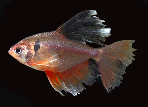 Serpae tetra longfin -1