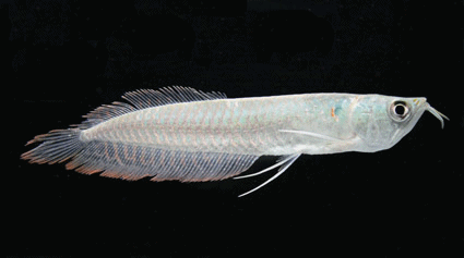 Silver Arowana