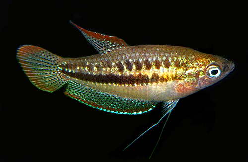 Sparkling gourami