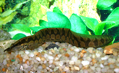 Tire track spiny eel