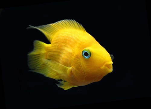 Yellow parrot cichlids