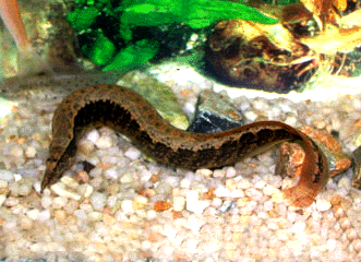 Zig zag spiny eel