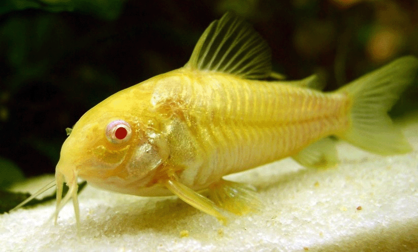 Albino cory yellow color