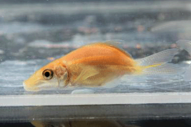 Algae eater albino short body