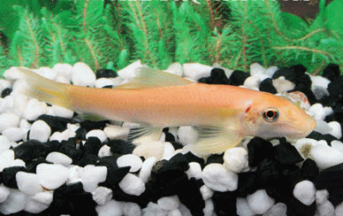 Algae eater  albino