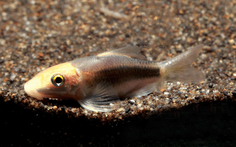 Algae eater short body