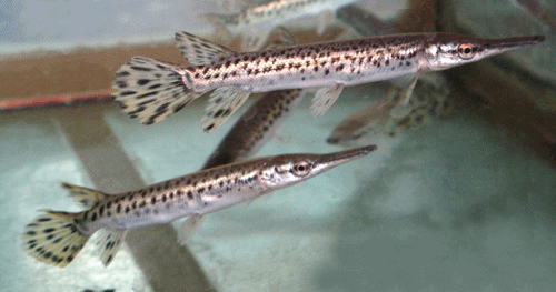 Alligator gar