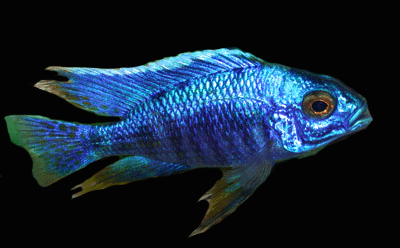 Azureus cichlid