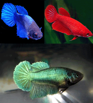 Betta female assorted - blue  green  red