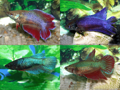 Betta female assorted