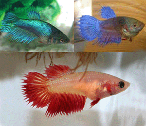 Betta female crown tail - blue  green  red
