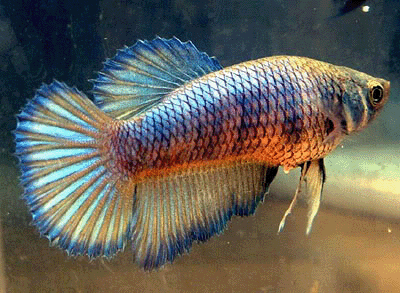 Betta female super dalta