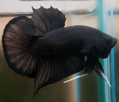 Betta male black short tail