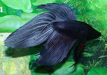 Betta male black