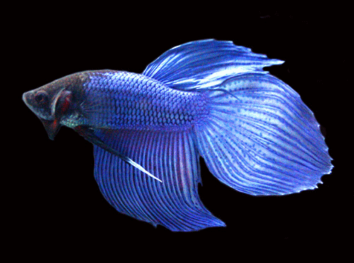 Betta male blue