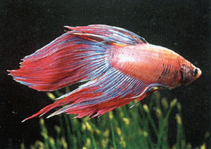 Betta male cambodia