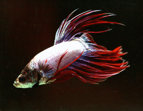 Betta male crown tail