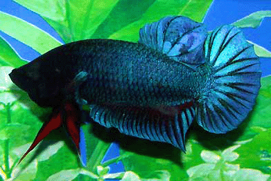 Betta male giant short tail