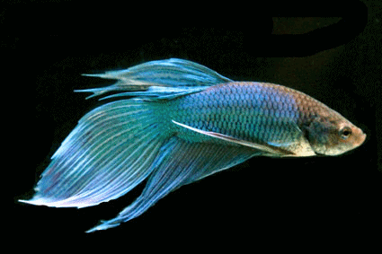 Betta male green