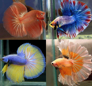 Betta male half moon assoted