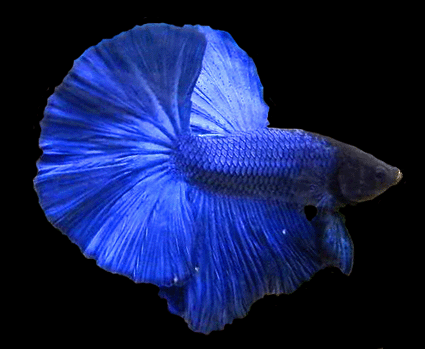 Betta male half moon (blue)