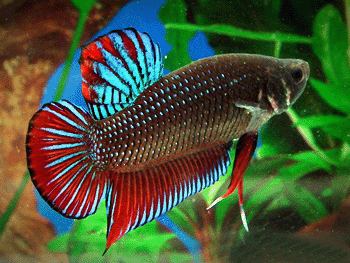 Betta male imbellis