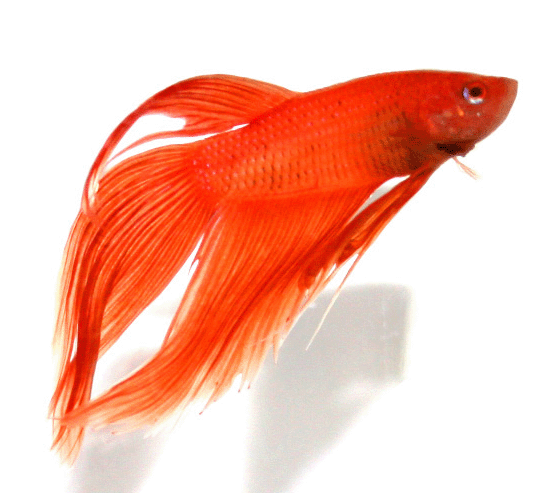 Betta male orange