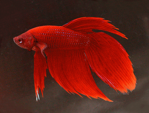 Betta male red