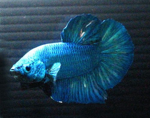 Betta male short tail half moon