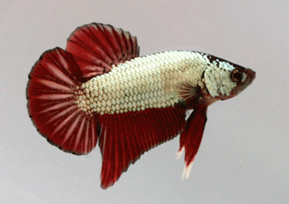 Betta male short tail