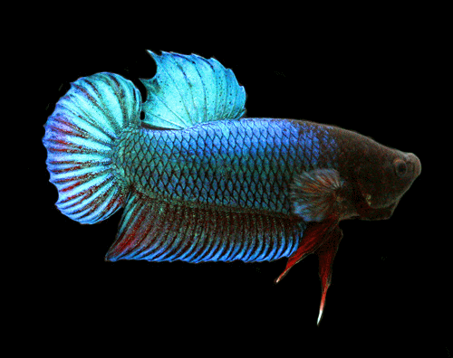 Betta male shottail fighter