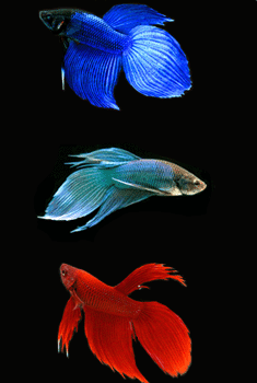 Betta male solid color assorted - blue  green  red