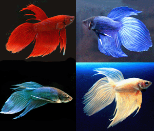 Betta male solid color assorted