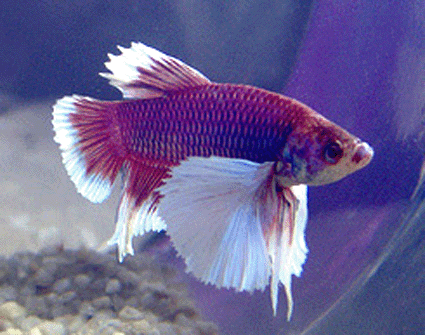 Betta male super elephant ear (dumbo)-