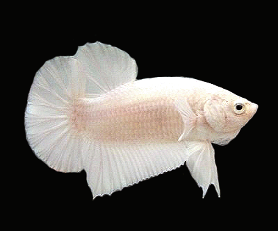 Betta male white short tail