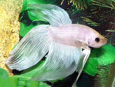 Betta male white