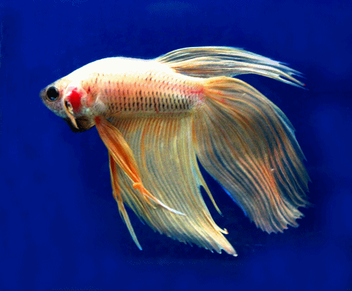 Betta male yellow