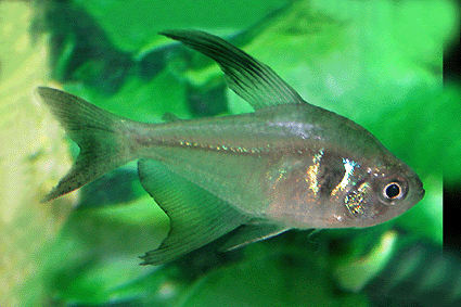 Black phantom tetra 1