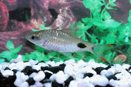 Black spotted barb