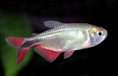 Buenos aires tetra